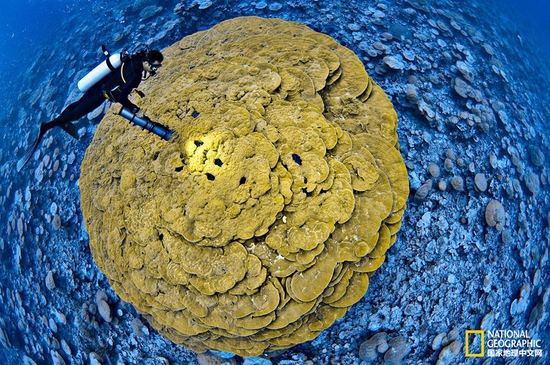 金曼礁國家紀(jì)念區(qū)，太平洋攝影：Brian Skerry，國家地理創(chuàng)意版