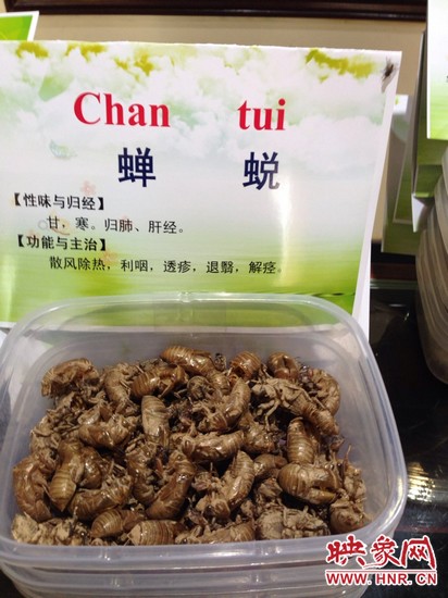 你可能沒想到，這個(gè)知了幼蟲退下的皮還是一味藥，對(duì)嗎？