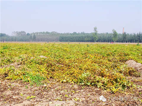 一望無際的山藥基地。據(jù)說，一季山藥后，土地需要五年才能恢復(fù)。