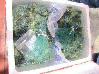  大陸進(jìn)口大閘蟹被檢出禁用的動(dòng)物用藥，已全數(shù)銷(xiāo)毀。 圖片來(lái)源：臺(tái)灣《聯(lián)合報(bào)》