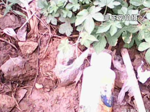 大棚蔬菜園區(qū)里到處丟棄著農(nóng)藥廢物。