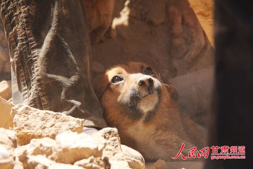 探出頭的小黃狗期待地看著救他的人。王生元/攝