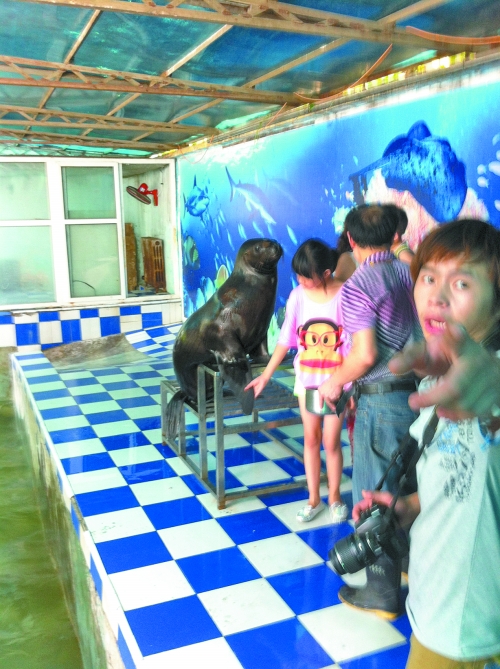 海獅館內(nèi)的攝影師警惕性很高,禁止記者拍照。