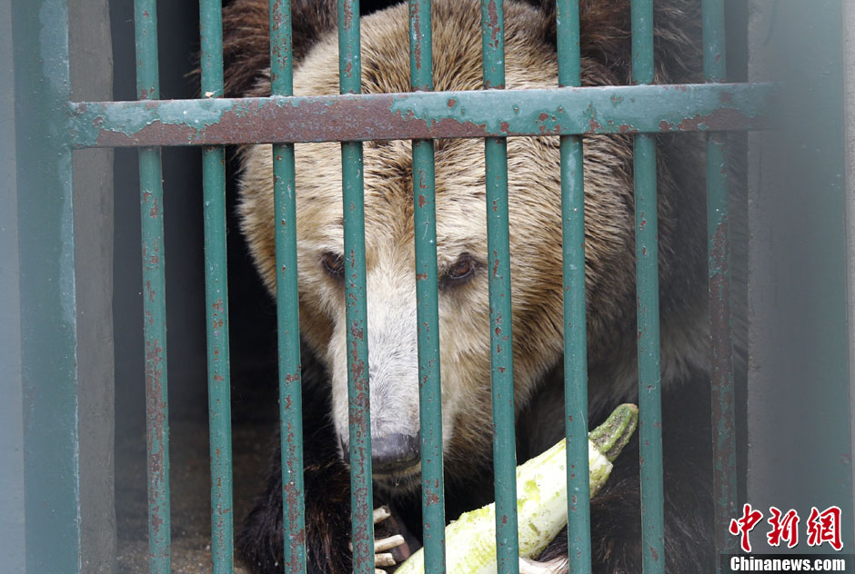 6月19日，河南鄭州，新密市動(dòng)物園咬死飼養(yǎng)員的肇事棕熊被暫押在鄭州動(dòng)物園內(nèi)，該熊“臥室”周圍被三重鋼
