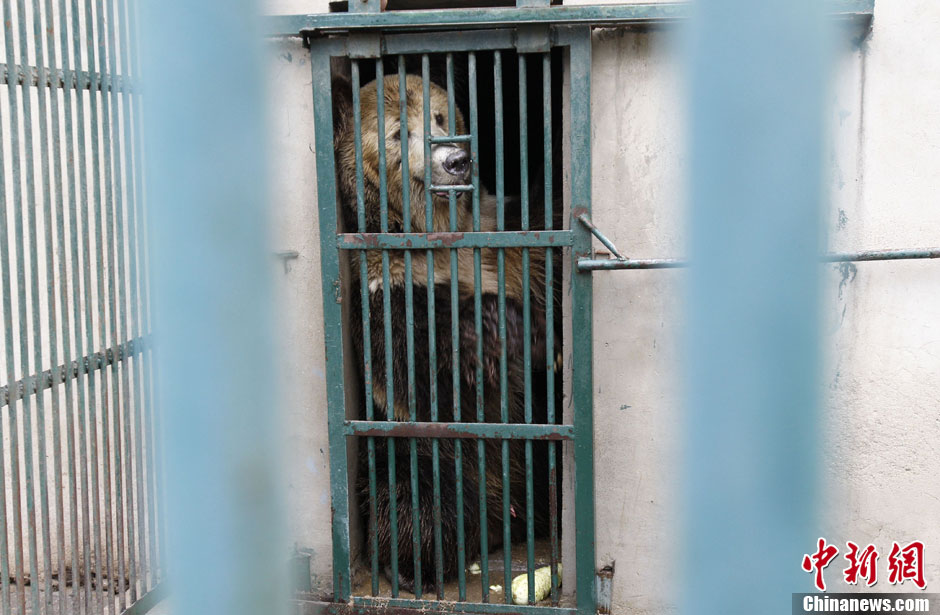 6月19日，河南鄭州，新密市動(dòng)物園咬死飼養(yǎng)員的肇事棕熊被暫押在鄭州動(dòng)物園內(nèi)，該熊“臥室”周圍被三重鋼