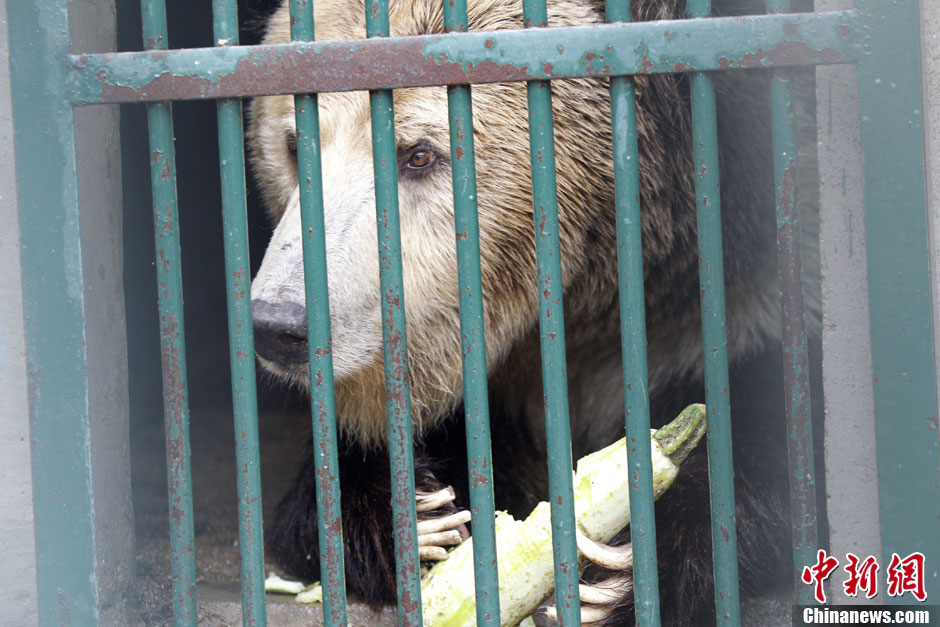 6月19日，河南鄭州，新密市動(dòng)物園咬死飼養(yǎng)員的肇事棕熊被暫押在鄭州動(dòng)物園內(nèi)，該熊“臥室”周圍被三重鋼