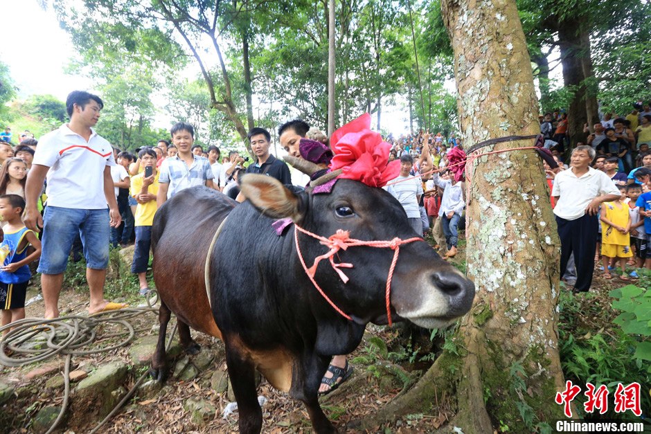 圖為村民給一頭黃牛頭戴上紅花準(zhǔn)備進(jìn)行“牽牛上樹(shù)”儀式。 譚凱興 攝
