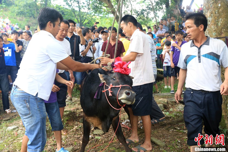 村民給黃牛套上繩索，準(zhǔn)備進(jìn)行儀式。 譚凱興 攝