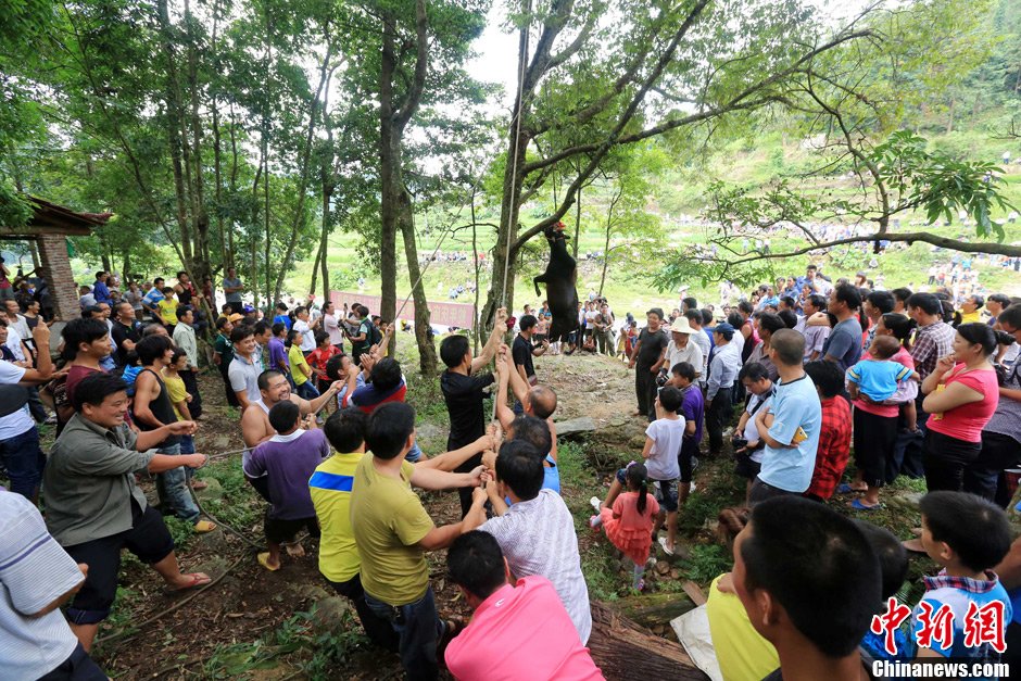 黃牛被侗族村民合力吊在樹(shù)上。譚凱興 攝