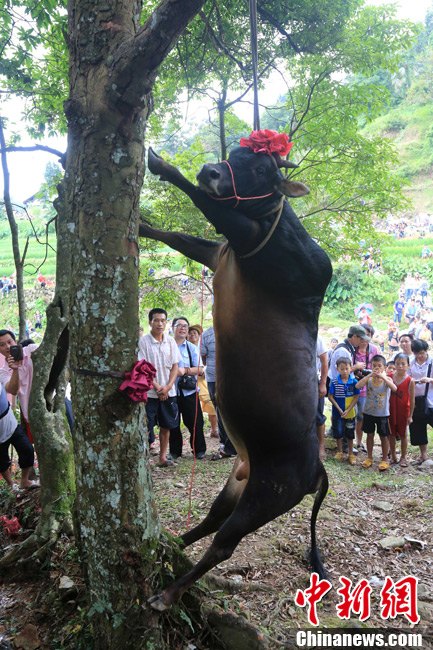 黃牛被吊死在樹(shù)上，完成了該祈福和警示的儀式。譚凱興 攝