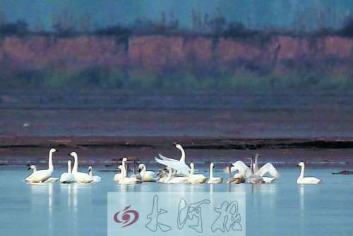 天鵝來濕地做客 天鵝來濕地做客