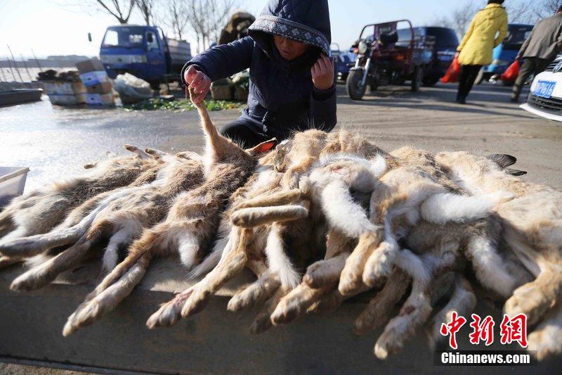 圖為12月14日，104國(guó)道靜?？h城附近，家養(yǎng)的大雁和野鴨被擺在一起售賣(mài)。田寶希 攝 圖片來(lái)源：CF
