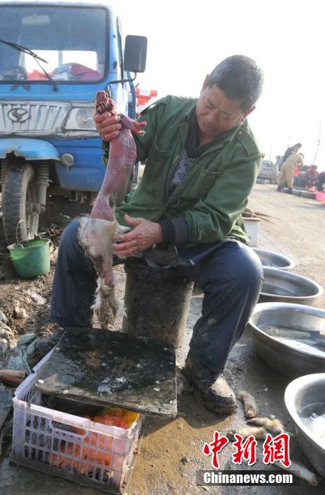 圖為12月1日，104國(guó)道靜?？h城附近，顧客挑好后，商販拎著死兔將皮完整地扒下來(lái)。田寶希 攝 圖片來(lái)