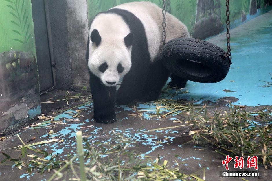 　3月17日，河南鄭州動物園內(nèi)的大熊貓“龍昇”。