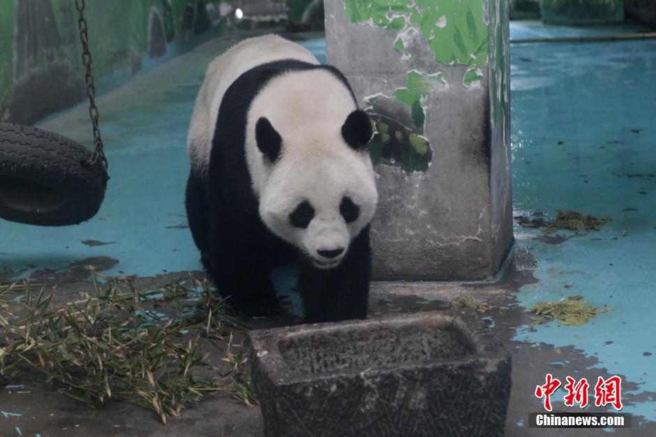 3月17日，河南鄭州動物園內(nèi)的大熊貓“龍昇”。