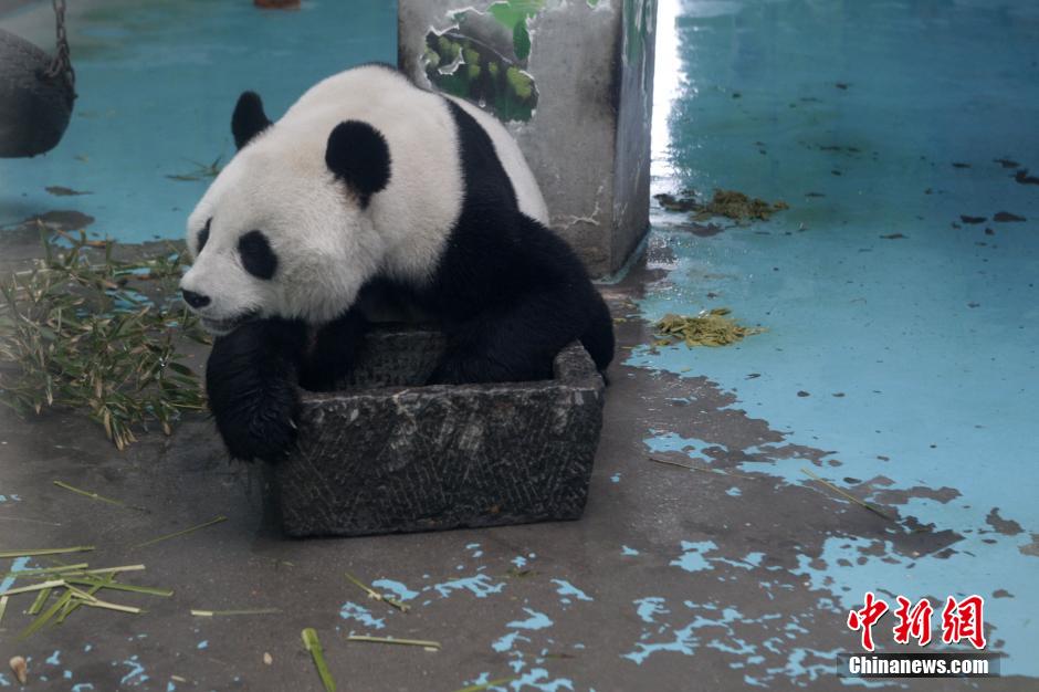 3月17日，河南鄭州動物園內(nèi)的大熊貓“龍昇”。