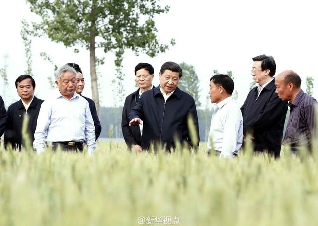 習(xí)近平走進(jìn)糧田,看麥穗灌漿,問農(nóng)田建設(shè)。