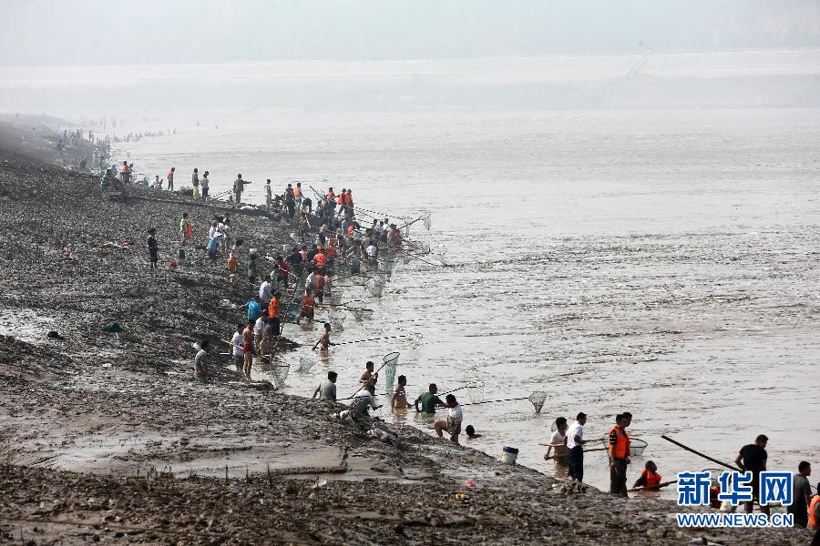 7月6日,在山西省平陸縣黃河岸邊,人們在河邊捕撈黃河“流魚”。