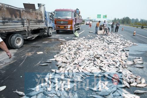 貨車翻,魚滿地。