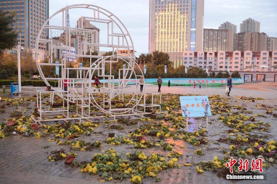 呼和浩特菊花展提前結束 數(shù)萬盆菊花被搬空