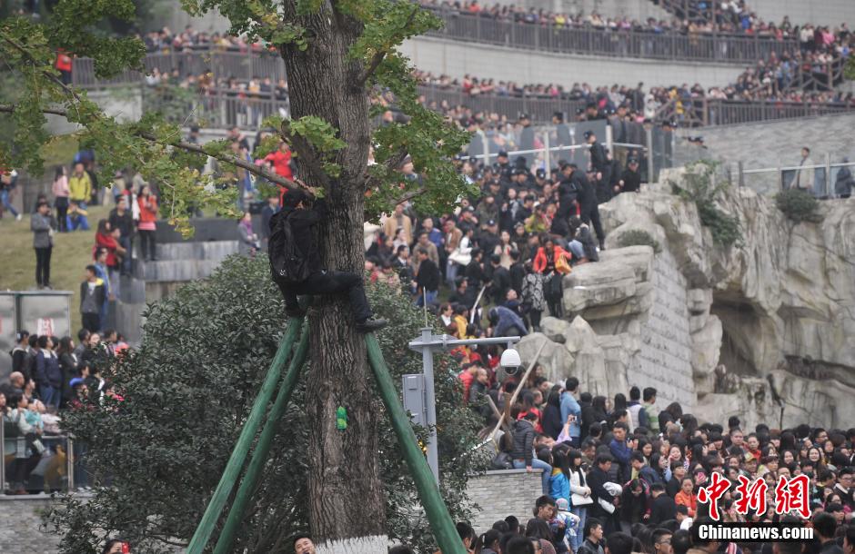重慶一市民為占據(jù)有利位置，爬上銀杏樹觀看自己喜歡的明星。