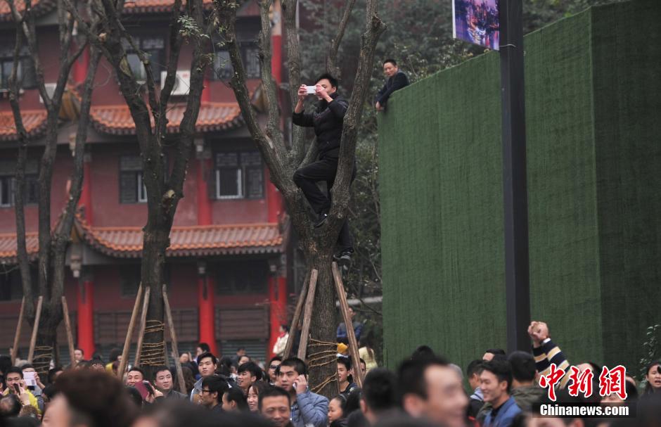 重慶一市民為占據(jù)有利位置，爬上銀杏樹觀看自己喜歡的明星。