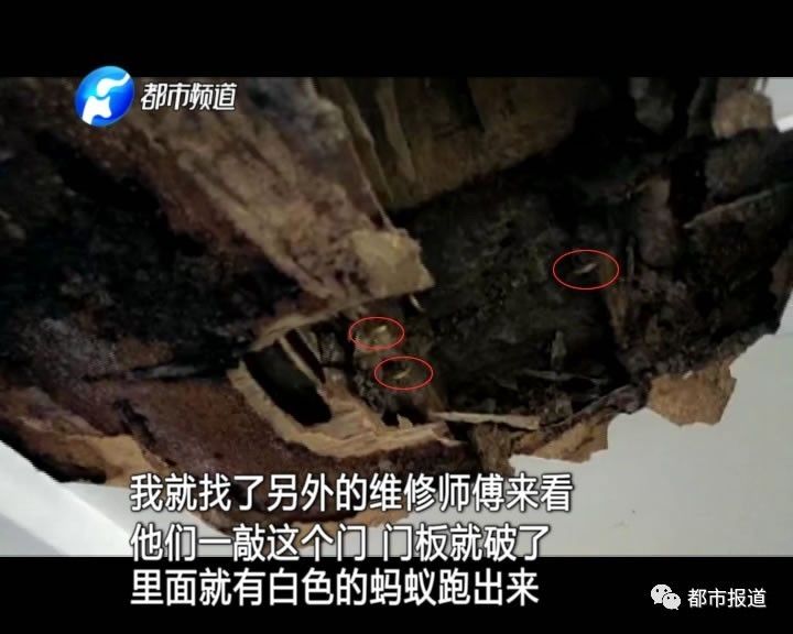 蟻族大軍入侵！十幾萬裝修的新家被“吃掉”