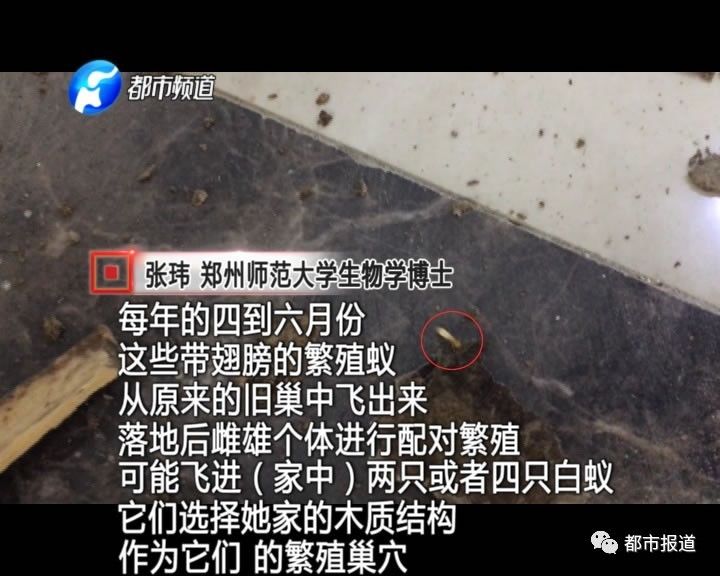 蟻族大軍入侵！十幾萬裝修的新家被“吃掉”