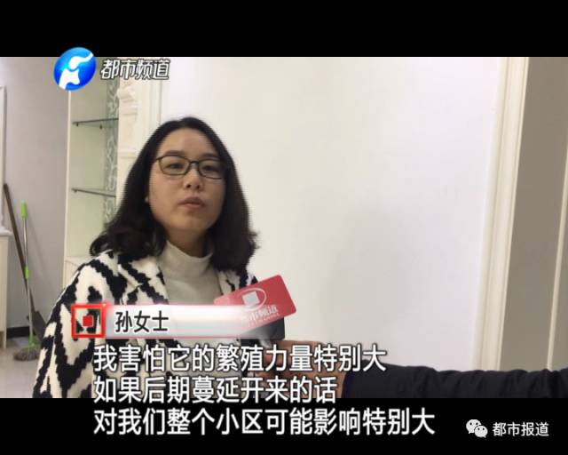 蟻族大軍入侵！十幾萬裝修的新家被“吃掉”