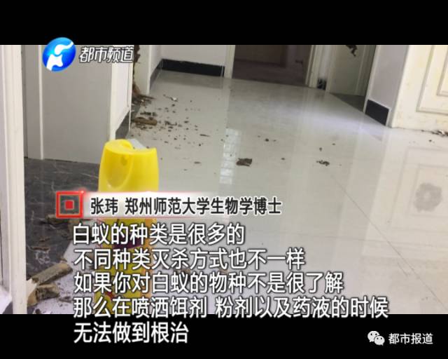 蟻族大軍入侵！十幾萬裝修的新家被“吃掉”
