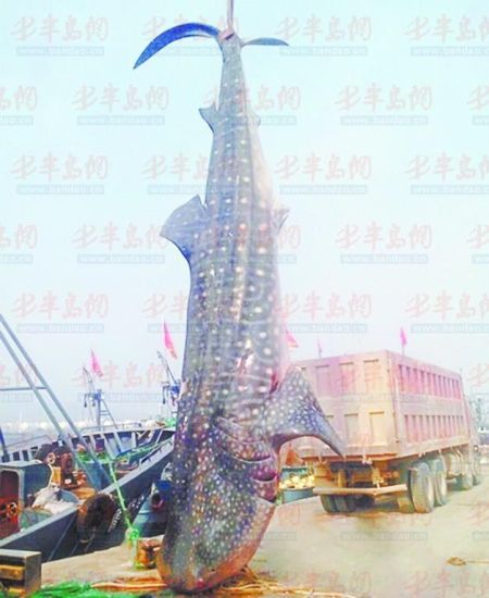 9月8日，日照漁民捕獲的重達(dá)10余噸的鯨鯊。(照片來(lái)自大眾網(wǎng))
