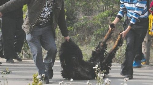 雙流鳳凰村兩只巨型藏獒襲擊村民，民警用手槍將其當(dāng)場(chǎng)擊斃