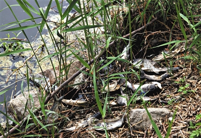 南沙河中漂浮著大量生活垃圾和腐爛水草等物，岸邊出現(xiàn)大量死魚。新京報記者郭鐵流攝