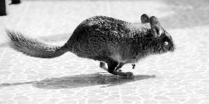 龍貓是異寵愛好者喜歡飼養(yǎng)的一種寵物 現(xiàn)代快報記者 李雨澤/攝  龍貓是異寵愛好者喜歡飼養(yǎng)的一種寵物 現(xiàn)代快報記者 李雨澤/攝