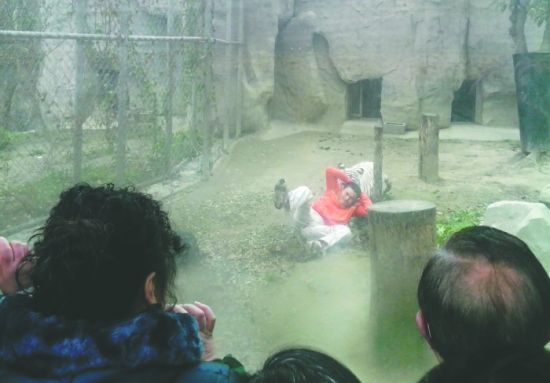 昨日，成都動物園，男子進(jìn)入白虎活動區(qū)后被白虎拖行。動物園出動50多人成功營救下他