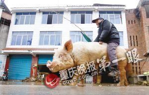 蔣大爺騎著他的種豬出門，回頭率很高。
