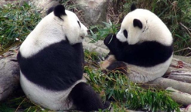 熊貓“圓仔”因父母進入發(fā)情期 獨挑大梁見客