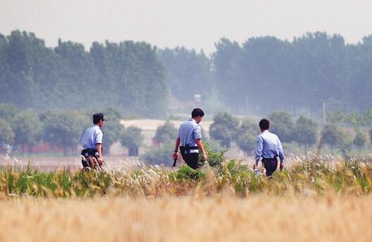 昨日上午，合肥長豐縣雙墩鎮(zhèn)，民警分成小隊在案發(fā)村莊附近麥田搜捕嫌犯。記者劉玉才/攝