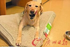 機智的導(dǎo)盲犬尤蘭達(dá)。