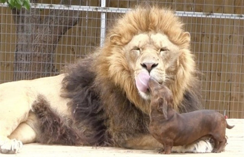 臘腸狗和獅子天天溺一起進食后幫其清牙(圖) 臘腸狗和獅子天天溺一起進食后幫其清牙(圖)