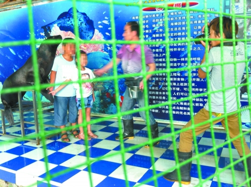 海獅就這樣被飼養(yǎng)員和攝影師擺弄，稍不聽話就會遭到毒打。
