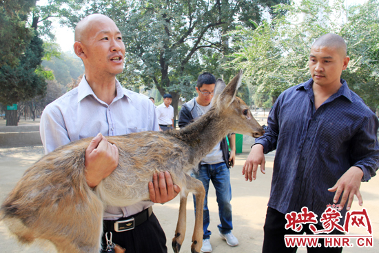 失主宋先生將“愛鹿”抱回家,并表示待小鹿傷情痊愈后,將其送到動物園,供市民觀賞。