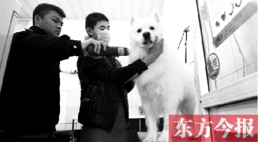 昨天，鄭州城管首次進(jìn)寵物店清查無(wú)證犬只