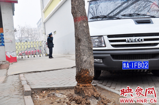 據(jù)了解，這棵樹在一家名叫“蝸牛之家”賓館專用停車場的出口處的南側(cè)，與北側(cè)的另外一棵白蠟樹有三四米的距
