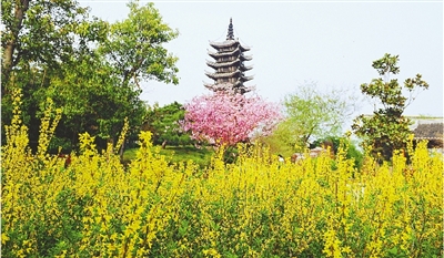 綠博園盛開的鮮花“期待”和市民“約會”。