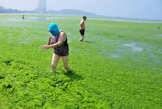 2013年7月3日，山東青島青島高溫來襲，“青島大媽”不懼滸苔，戴著“強盜面具”出現(xiàn)在海水浴場消暑降