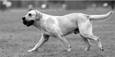 養(yǎng)犬限高35厘米一旦實(shí)施，拉布拉多、金毛等大型犬將被禁養(yǎng)。