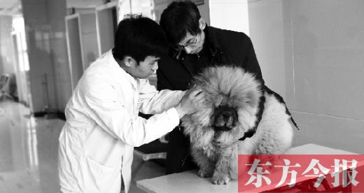 在一家大型寵物醫(yī)院里，生病的狗狗正在接受治療