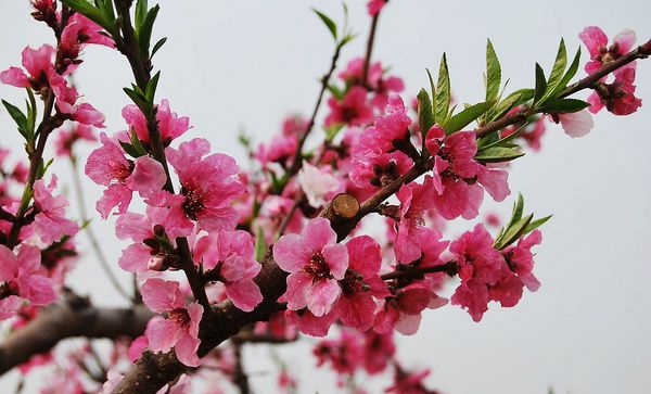 　　北門(mén)東桃花