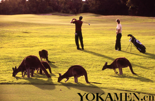 與袋鼠一起揮桿 西澳珀斯高爾夫魅力之旅 與袋鼠一起揮桿 西澳珀斯高爾夫魅力之旅